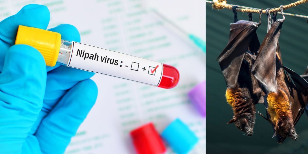Nipah Virus In Kerela